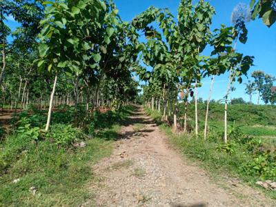 Tanah Sawah 60 Juta Kedawung Sragen