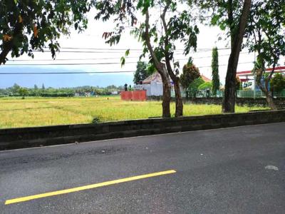 Tanah PREMIUM dan MURAH Jl Udayana - Negara