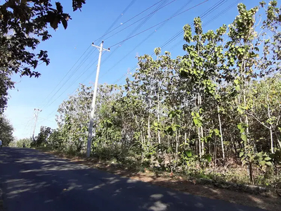 Dijual Tanah Murah Bonus Ratusan Pohon Jati di Kamijoro, Sendangsari