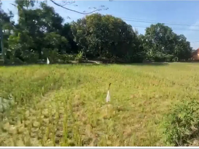 Dijual Tanah (Sawah + Kebun Mangga) Lokasi Jl Provinsi Bandung Cirebon