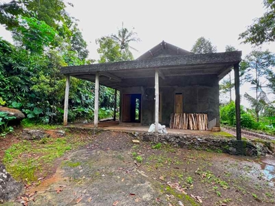 Kebun Durian 1652m Bonus Rumah Sederhana