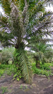 Kebun Sawit 5 hektar lebih Duri Riau