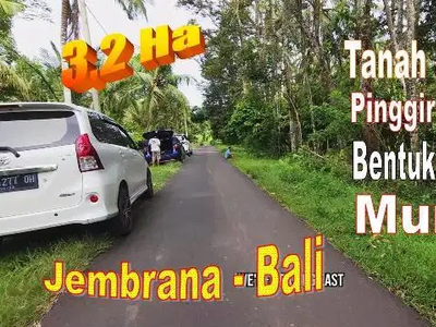 Strategis 350 are Perkebunan Datar di Jembrana Bali