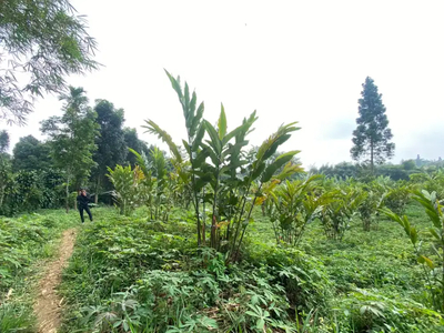 Tanah kebun di kawasan empang ciapus bogor