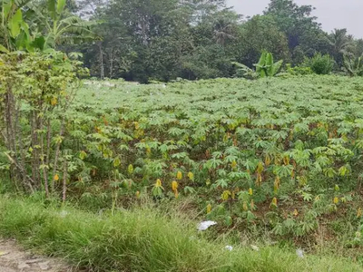 Tanah Kebun Pasir Gaok Semplak Rancabungur Ciampea Dramaga Bogor