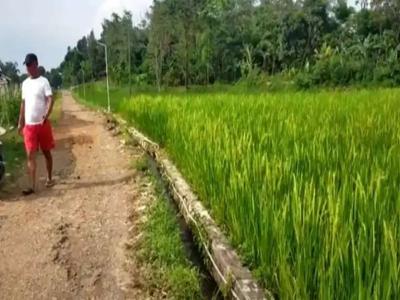 Sawah subur 980 m2 Dkt Jln Raya Subang Purwakarta