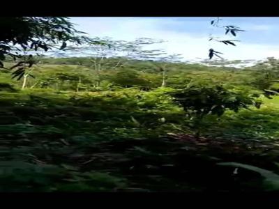 Tanah tegalan 1,4 Hektare murah 300 rb/m utk Perumahan Plered Bantul