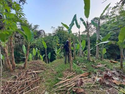 Di jual tanah di Ubud dengan view sawah