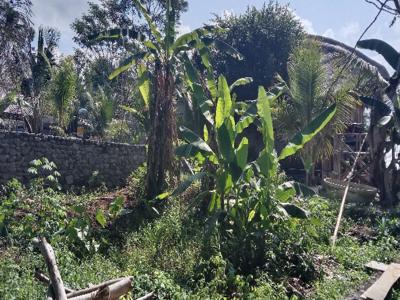 Dijual Tanah MURAH Luas 2,5 Are View Jungle Link Villa di Pejeng Ubud Bali