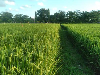 Dikontrakkan Tanah Rice Field 23 Are di Buduk Utara Canggu
