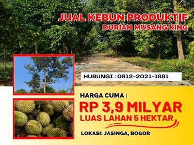 Jual Kebun Durian Musang King Di Bogor