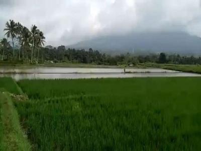 sr. Tanah Sawah, SHM, pinggir jalan, Air melimpah, 1 hamparan, 54500 m