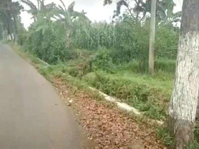 Tanah Kebun Murah Pinggir Jalan Aspal di Purwosari Pasuruan
