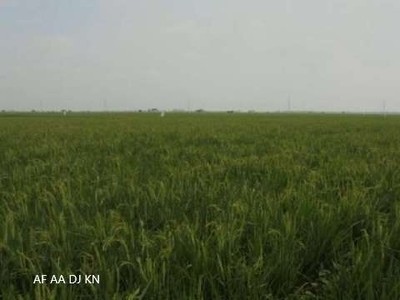 Tanah Gabus Singkil Srijaya Tambun Utara Bekasi