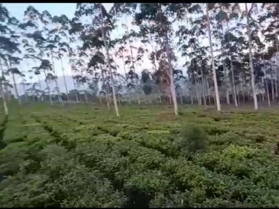 Tanah kebun teh pangalengan lt 1 hektar, masuk mobil
