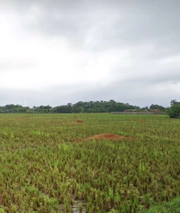 Tanah Seluas 5 Hektar Dengan Harga Murah Di Muktiwari Cibitung Bekasi
