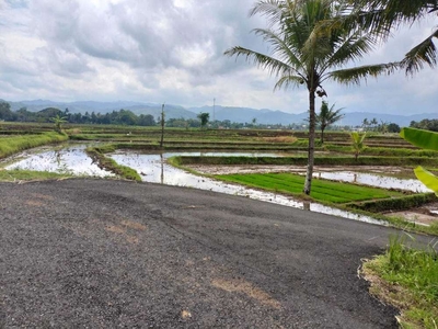 Tanah Sawah di Jogja, Nanggulan Kulon Progo