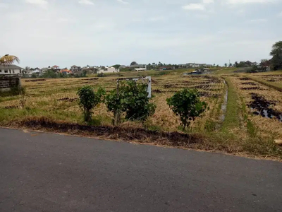 di sewakan jangka panjang tanah 47are di cemangi dekat pererenan