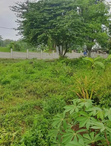 Tanah Tembalang Jangli Burangrang Dekat Undip