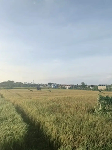 Tanah view sawah Brawa