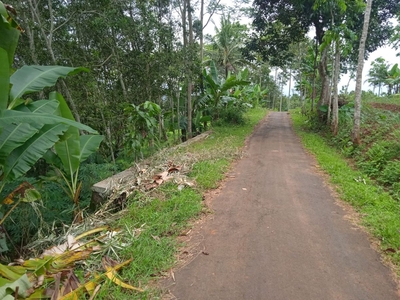 Dijual Tanah/Lahan kebun luas 700 meter (50 ubin) Surat SHM di purwoke