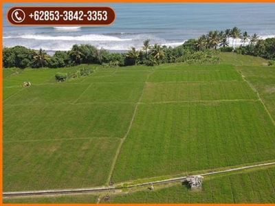 Lokasi 50 Meter dari Bibir Pantai Lahan Persawahan