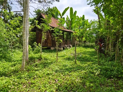 Tanah Tegallalang Bali View Hutan Sawah Tebing Kontur datar terasiring
