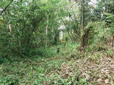 Tanah Tegallalang View Lembah Hutan Kawasan Asri Pedesaan Bali