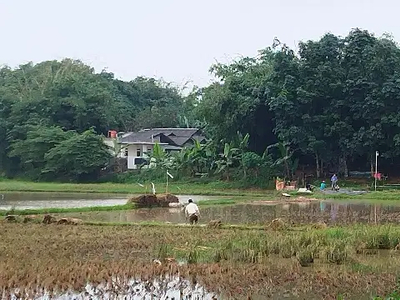 Dijual cepat tanah sawah untuk investasi di Curug