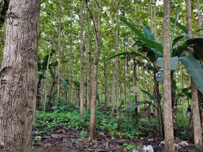 Dijual Kebun Jati