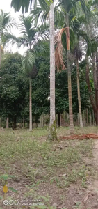 Dijual Kebun seluas 1 hektar kurang 1 meter karena untuk jalan