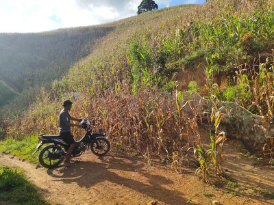 Dijual tanah lahan kosong siap di tanami sawit