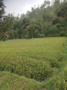 Jual sawah luas 150 tumbak