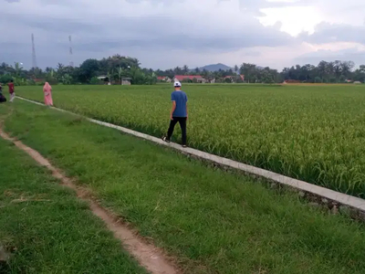 jual sawah luas 4975m shm