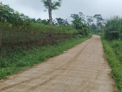 Juwallahan kebun seluwas 100 hektar