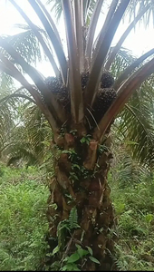 Dijual kebun kelapa sawit luas 2 hektar lebih di pinggir jalan