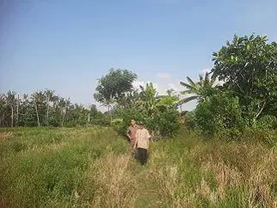 DIJUAL MURAH TANAH SAWAH CICINDE KARAWANG