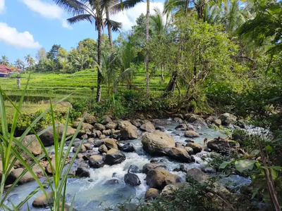 Dijual Tanah Kebun Los Sungai View Sawah Di Tabanan Bali