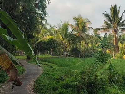 Dijual Tanah Kebun Luasan Kecil View Sawah Di Tabanan Bali