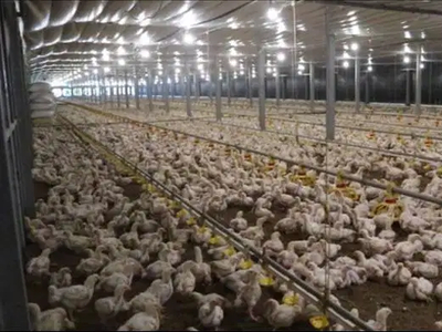 Jual Kandang Ayam Broiler Closed House Kapasitas 160 ribu ayam