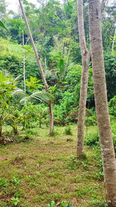 kebun 1,4 hektar batu agung jembrana Bali