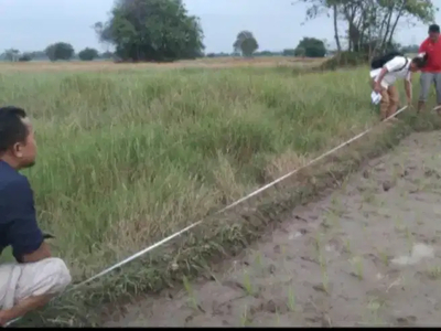 SAWAH PERUDUKIF DI TERUMBU SAMPANG