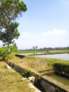 Sawah Pinggir Jalan