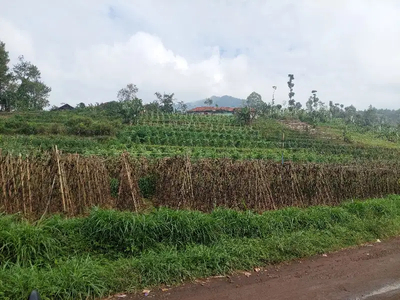 Tanah kebun ketinggian 1150 mdpl, cijambu tanjungsari