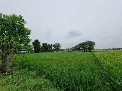 JUAL SAWAH SHM JARANG ADA