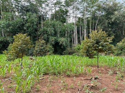 Kebun Durian Murah Karanganyar