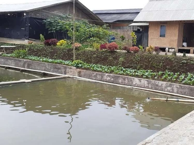 Sale Kandang Ayam & kolam