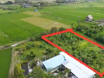 Tanah di Kelating Tabanan - akses jalan Utama View sawah , 1 km dari P