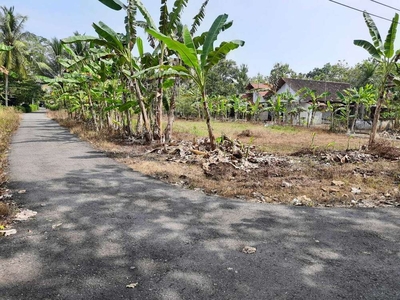 Tanah Murah di Conegaran, Triharjo, Wates, Kulon Progo.