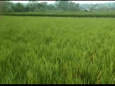 D jual sawah 130 tumbak